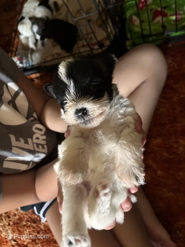 Saige – Miniature Schnauzer puppy for sale in Highland, KS