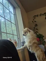 Mouly, a female Pomeranian for sale in Lynnwood, WA – 3 of 4
