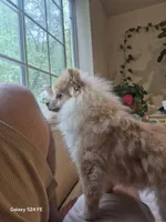 Mouly, a female Pomeranian for sale in Lynnwood, WA – 2 of 4