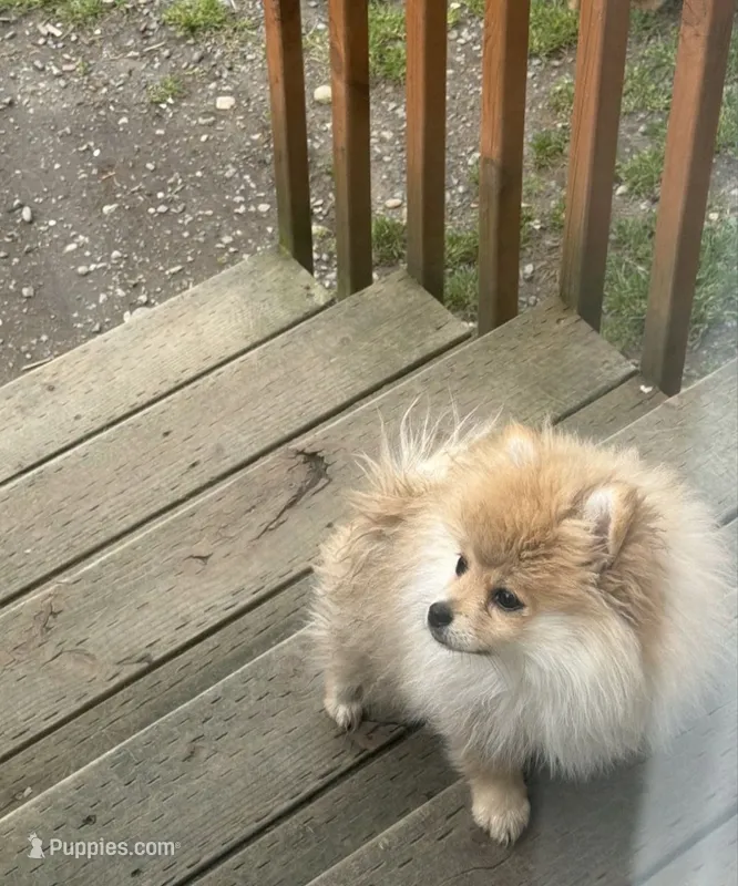 Mouly – Pomeranian puppy for sale in Lynnwood, WA