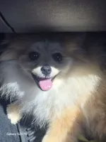 Mouly, a female Pomeranian for sale in Lynnwood, WA – 4 of 4