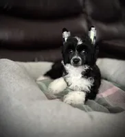 Happy happy baby Comet- video available! , a male Chinese Crested for sale in Tomball, TX – Photo 5 of 6