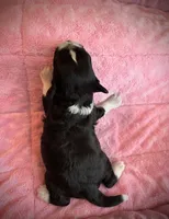 Happy happy baby Comet- video available! , a male Chinese Crested for sale in Tomball, TX – Photo 6 of 6