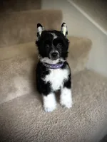 Happy happy baby Comet- video available! , a male Chinese Crested for sale in Tomball, TX – Photo 4 of 6