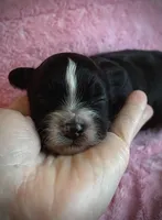 Happy happy baby Comet- video available! , a male Chinese Crested for sale in Tomball, TX – Photo 2 of 6