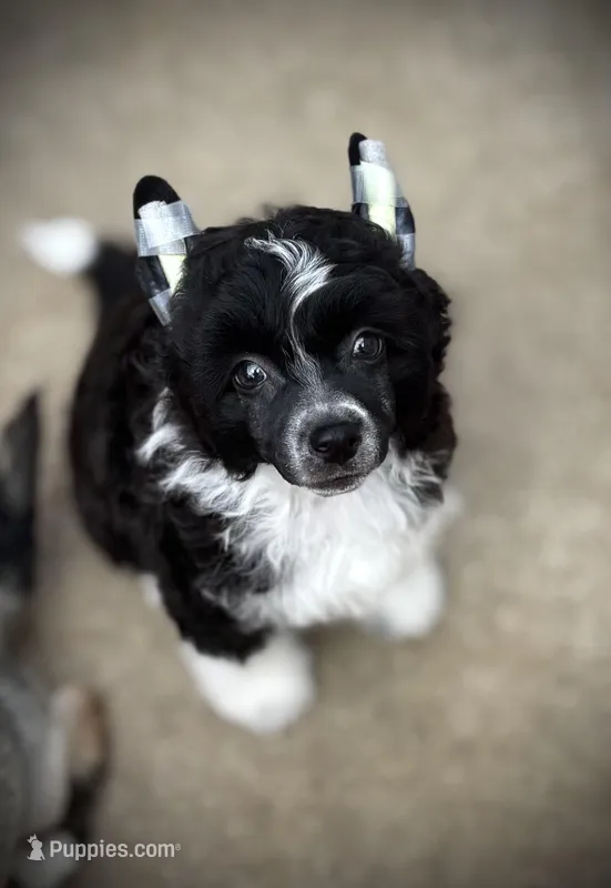 Happy happy baby Comet- video available!  – Chinese Crested puppy for sale in Tomball, TX