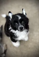 Happy happy baby Comet- video available! , a male Chinese Crested for sale in Tomball, TX – Photo 1 of 6