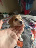 Cashew, a male Chiweenie for sale in Burleson, TX – Photo 3 of 5