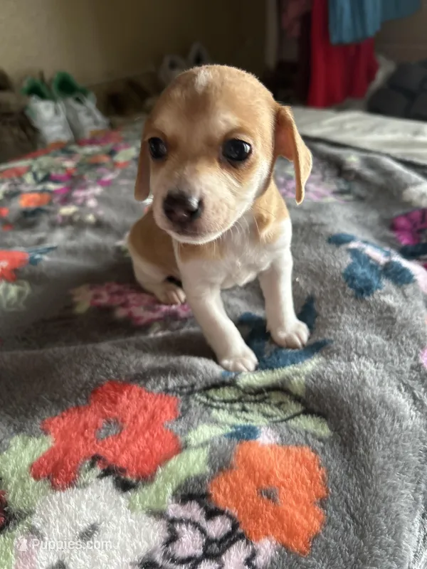 Cashew, a male Chiweenie for sale in Burleson, TX – Photo 1 of 5