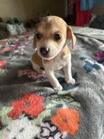 Cashew, a male Chiweenie for sale in Burleson, TX – Photo 1 of 5