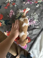 Cashew, a male Chiweenie for sale in Burleson, TX – Photo 5 of 5