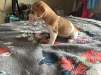 Cashew, a male Chiweenie for sale in Burleson, TX – Photo 2 of 5