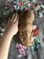 Butterball, a male Chiweenie for sale in Burleson, TX – Photo 5 of 7