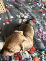 Butterball, a male Chiweenie for sale in Burleson, TX – Photo 3 of 7