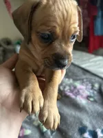 Butterball, a male Chiweenie for sale in Burleson, TX – Photo 4 of 7