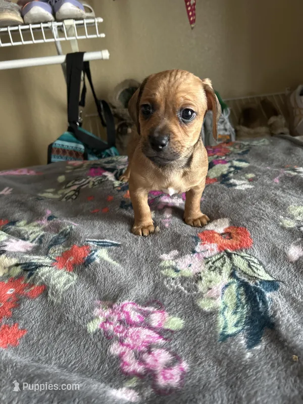 Butterball, a male Chiweenie for sale in Burleson, TX – Photo 1 of 7