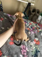 Butterball, a male Chiweenie for sale in Burleson, TX – Photo 6 of 7