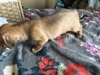 Butterball, a male Chiweenie for sale in Burleson, TX – Photo 2 of 7