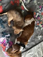 Little foot, a male Chiweenie for sale in Burleson, TX – Photo 5 of 8