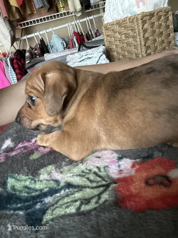 Little foot, a male Chiweenie for sale in Burleson, TX – Photo 1 of 8