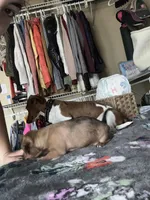 Little foot, a male Chiweenie for sale in Burleson, TX – Photo 4 of 8