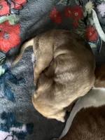 Little foot, a male Chiweenie for sale in Burleson, TX – Photo 6 of 8