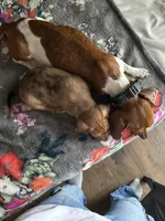 Little foot, a male Chiweenie for sale in Burleson, TX – Photo 8 of 8