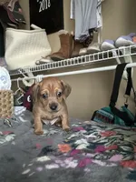 Little foot, a male Chiweenie for sale in Burleson, TX – Photo 3 of 8