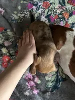 Little foot, a male Chiweenie for sale in Burleson, TX – Photo 7 of 8