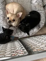 Noah and Loki jr, a male Chihuahua for sale in Binghamton, NY – 2 of 3