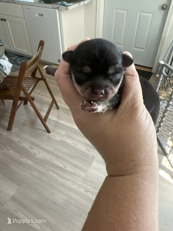 Female chihuahua  – Chihuahua puppy for sale in Binghamton, NY