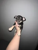 Baby boy , a male Chihuahua for sale in Binghamton, NY – Photo 2 of 4