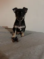 Baby boy , a male Chihuahua for sale in Binghamton, NY – Photo 3 of 4