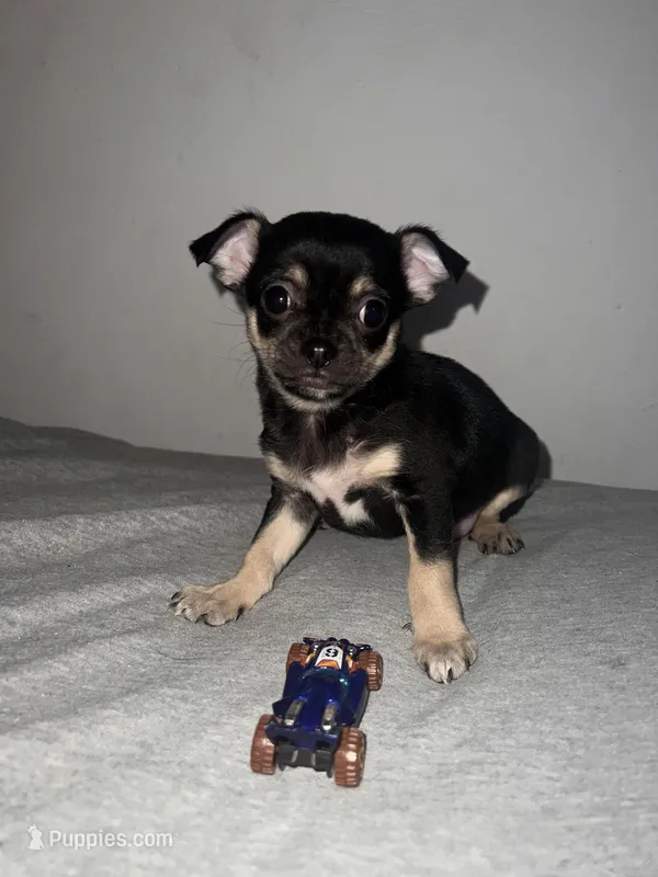 Baby boy  – Chihuahua puppy for sale in Binghamton, NY