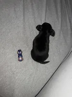 Baby boy , a male Chihuahua for sale in Binghamton, NY – Photo 4 of 4