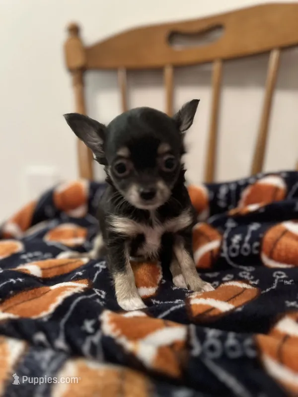 Noah and Loki jr – Chihuahua puppy for sale in Binghamton, NY