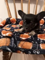 Noah and Loki jr, a male Chihuahua for sale in Binghamton, NY – 3 of 3