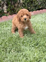 Cinnamon , a male Poodle - Toy  for sale in Covina, CA – 2 of 4