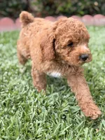 Cinnamon , a male Poodle - Toy  for sale in Covina, CA – 4 of 4