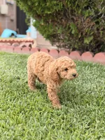 Coffee, a male Poodle - Toy  for sale in Covina, CA – 2 of 2