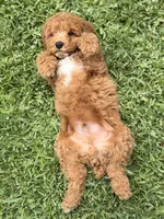 Cinnamon , a male Poodle - Toy  for sale in Covina, CA – 3 of 4