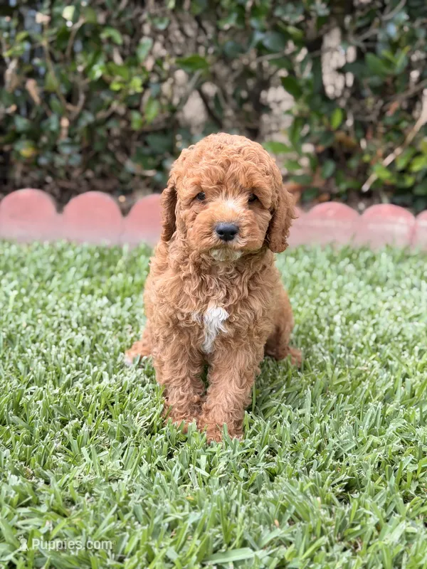 Cinnamon  – Poodle - Toy  puppy for sale in Covina, CA