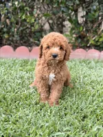Cinnamon , a male Poodle - Toy  for sale in Covina, CA – 1 of 4