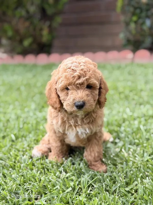 Coffee – Poodle - Toy  puppy for sale in Covina, CA