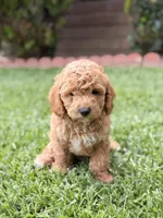 Coffee, a male Poodle - Toy  for sale in Covina, CA – 1 of 2