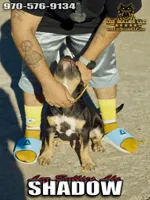 American Bully Puppy - Shadow, ABKC Male, Cropped Ears., a male American Bully for sale in Greeley, CO – 4 of 6