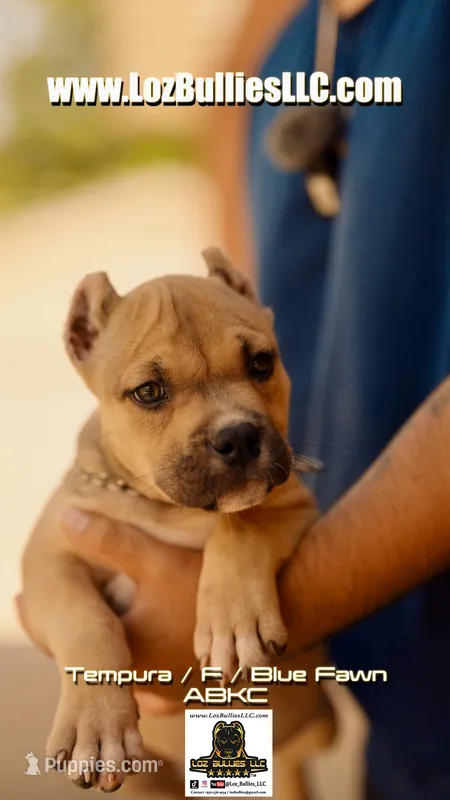 American Bully Puppy - Tempura, ABKC Female, Cropped Ears. – American Bully puppy for sale in Greeley, CO