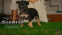 American Bully Puppy - Sicario, ABKC Male, Cropped Ears., a male American Bully for sale in Greeley, CO – 2 of 9