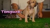 American Bully Puppy - Tempura, ABKC Female, Cropped Ears., a female American Bully for sale in Greeley, CO – 3 of 9