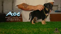 American Bully Puppy - Ace, ABKC Male, Cropped Ears., a male American Bully for sale in Greeley, CO – 3 of 9
